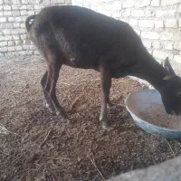 بز مورسیا|حیوانات مزرعه|انار, |دیوار