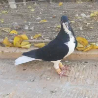 خوشرنگ سیاه نر