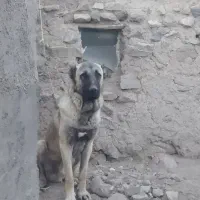 سگ سرابی گمشده یابنده/ مژدگانی|سگ|رباط‌کریم, رباط‌کریم|دیوار