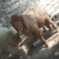 بره|حیوانات مزرعه|بندر ماهشهر, |دیوار