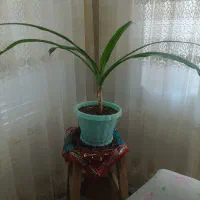 گلدان سوسن ۶۰