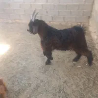 توافقی|حیوانات مزرعه|زرقان, |دیوار