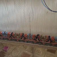 دار قالی، زرع نیم.  چله کشی شده