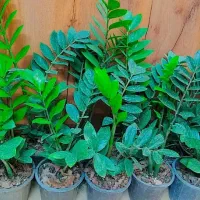 گل و گیاه|گل و گیاه طبیعی|زاهدان, |دیوار