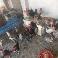 مرغ تخمگذار وخروس  وجوجه|حیوانات مزرعه|شباب, |دیوار