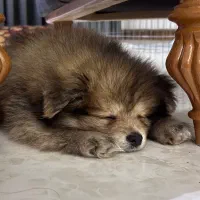 پامرین خرسی بامزه