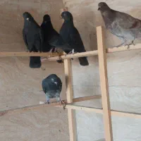کفتر ضمانتی گنجه بر