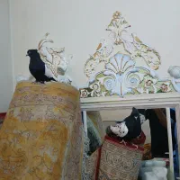 کفتر سینه ای|پرنده|شیراز, قصرالدشت|دیوار