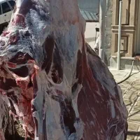 گوشت گوساله نر و گوسفند تازه