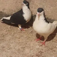 راست و خوشرنگ