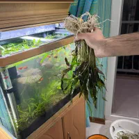 گیاه اکواریوم پلنت