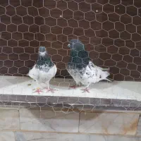 کفتر خوب جفت تک یه جای