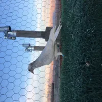 کفتر پرشی|پرنده|شیروان (خراسان), |دیوار