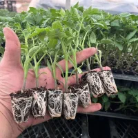 گلخانه تولید نشا گوجه وانواع صیفیجات