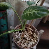 خاک گلدون