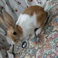 خرگوش|موش و خرگوش|تهران, کیانشهر|دیوار