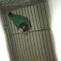 طوطی سالم و سرحال