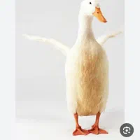جوجه غاز سالم