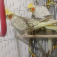 عروس هلندی جفت