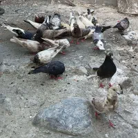 کفتر شهر سیریک