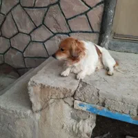 سگ پاپی نر  میکس اشپیتز و شیتزو|سگ|شهرضا, |دیوار