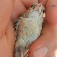 سهره جوجه چونه سفید