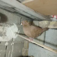 زرد|پرنده|کوه چنار, |دیوار