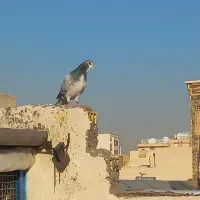 کبوتر جفتی کار