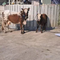 گاو و گوساله نر چالوسی عروسک