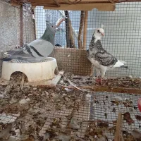 کبوتر|پرنده|آبپخش, |دیوار