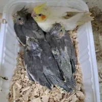 جوجه عروس سرلاکی نرم خور