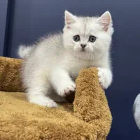 بچه گربه های بریتیش دارای بازدید حضوری|گربه|شیراز, سینما سعدی|دیوار