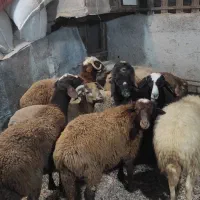 فروش بره گوسفند نر