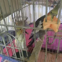 جفت عروس مولد سالنی تضمینی به شرط...