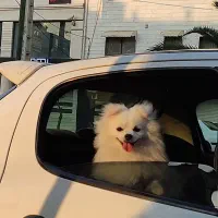 سگ پامر|سگ|رشت, معلم|دیوار