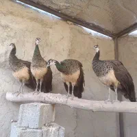 جوجه طاووس هندی