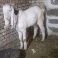 بز نر گلابی|حیوانات مزرعه|شوشتر, |دیوار