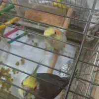 فروش جفت عروس هلندی|پرنده|تهران, تهرانسر شمالی|دیوار