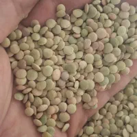 عدس خوشبخت محلی برا امسال