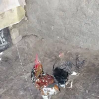 خروس ومرغ گلین تخم گذار