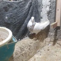 کبوتر طوقی صید