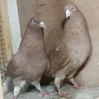 کبوتر مایه رودهن