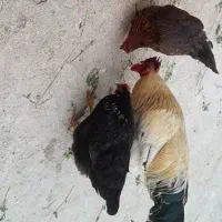 مرغ خروس