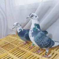 نر وماده ابلغ المانی