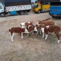 فروش گوساله|حیوانات مزرعه|قزوین, |دیوار