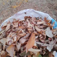 برگ درخت|گل و گیاه طبیعی|بجنورد, |دیوار