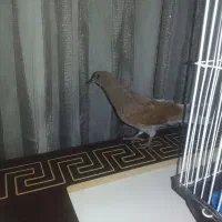 جوجه جیر پرشی سنگین ساعت