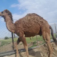 شتر  نر چاق