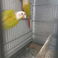 سامچیک ردچیک