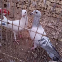 کفتر|پرنده|بیرجند, |دیوار